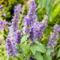 {"type":"root","children":[{"type":"paragraph","children":[{"type":"text","value":"MIDDLE NOTE"}]},{"type":"paragraph","children":[{"type":"text","value":"PATCHOULI"}]},{"type":"paragraph","children":[{"type":"text","value":"JASMINE"}]},{"type":"paragraph","children":[{"type":"text","value":"BIRCH"}]}]}